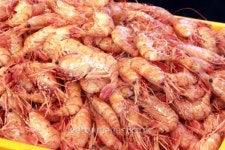 fresh shrimps 이미지 (96221258) - 게티이미지뱅크 fresh shrimps