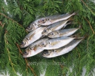 Horse Mackerels on leaves, high angle view 이미지 (79305254) - 게티이미지뱅크 Horse Mackerels on leaves, high angle view