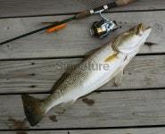 Speckle Trout on Top Water Plug 이미지 (98153936) - 게티이미지뱅크 Speckle Trout on Top Water Plug