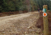 Forest Walk 1 이미지 (136916888) - 게티이미지뱅크 Forest Walk 1