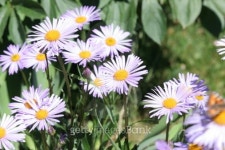 img_6788.jpg 이미지 (93654832) - 게티이미지뱅크 img_6788.jpg