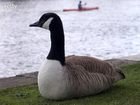 Goose and canoe 이미지 (139866647) - 게티이미지뱅크 Goose and canoe