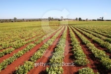 Agriculture 이미지 (139909455) - 게티이미지뱅크 Agriculture