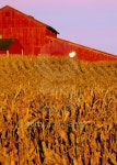 Barn and cornfield at sunset 이미지 (90915187) - 게티이미지뱅크 Barn and cornfield at sunset