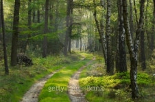 In the forest 이미지 (93596738) - 게티이미지뱅크 In the forest