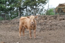 Calf 이미지 (176865036) - 게티이미지뱅크 Calf