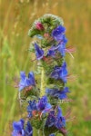 Wild Flower 이미지 (139886524) - 게티이미지뱅크 Wild Flower