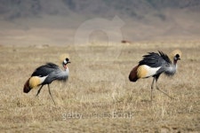 animals 065 grey crowned crane 이미지 (139743386) - 게티이미지뱅크 animals 065 grey crowned crane