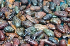 Cocoa Beans - Roasted 이미지 (139737859) - 게티이미지뱅크 Cocoa Beans - Roasted