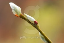 Close-up of bud, Towada, Aomori Prefecture, Japan. 이미지 (102766661) - 게티이미지뱅크 Close-up of bud, Towada... 