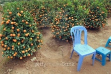 tet trees and chair 이미지 (91452986) - 게티이미지뱅크 tet trees and chair