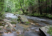 czech forest 이미지 (99383653) - 게티이미지뱅크 czech forest