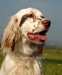english setter 이미지 (140443997) - 게티이미지뱅크 english setter