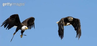 Two African Fish eagles flying together 이미지 (144273121) - 게티이미지뱅크 Two African Fish eagles flying together