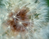 Dandelion in Reservoir Park 이미지 (95495194) - 게티이미지뱅크 Dandelion in Reservoir Park