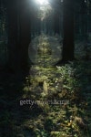 Solar beam in morning forest 이미지 (89497070) - 게티이미지뱅크 Solar beam in morning forest