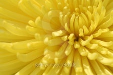 Yellow aster 이미지 (137913057) - 게티이미지뱅크 Yellow aster