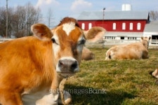 Jersey Cow on a Farm 이미지 (99145770) - 게티이미지뱅크 Jersey Cow on a Farm