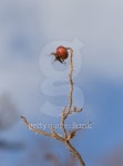 Frozen Dogberry 이미지 (144320212) - 게티이미지뱅크 Frozen Dogberry