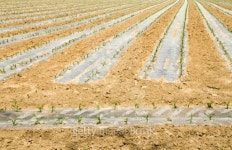 corn seedlings 이미지 (92241538) - 게티이미지뱅크 corn seedlings