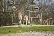 Giraffes in zoo 이미지 (140463756) - 게티이미지뱅크 Giraffes in zoo