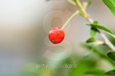 Cherry 이미지 (144233596) - 게티이미지뱅크 Cherry
