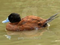Argentine Ruddy Duck (Oxyura vittata) 이미지 (91380609) - 게티이미지뱅크 Argentine Ruddy Duck (Oxyura vittata)