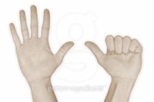 Hand Nr. 0,1,2,3,4,5,6,7,8,9,10 6 이미지 (99179223) - 게티이미지뱅크 Hand Nr. 0,1,2,3,4,5,6,7,8,9,10 6