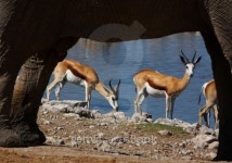 Springbok and Elephant 이미지 (144346035) - 게티이미지뱅크 Springbok and Elephant