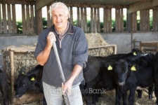 Farmer In Barn With Herd Of Cows 이미지 (90262140) - 게티이미지뱅크 Farmer In Barn With Herd Of Cows