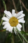 Wild Daisy in Spring 이미지 (89910393) - 게티이미지뱅크 Wild Daisy in Spring