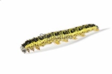 Cabbage caterpillar 04 이미지 (91078333) - 게티이미지뱅크 Cabbage caterpillar 04