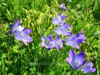 블루캠이엔티(Blue Cam Ent) | Blue Campanula 이미지 (99119694) - 게티이미지뱅크 Blue Campanula
