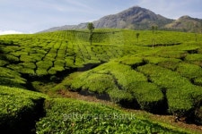 India, Kerala, Western Ghats Mts., tea plantations, elevated view 이미지 (200403215-001) - 게티이미지뱅크 India, Kerala... 