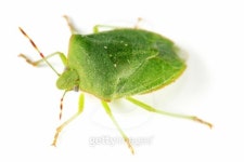 Green shield bug 이미지 (116225821) - 게티이미지뱅크 Green shield bug