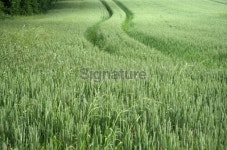 Wheat field in spring 이미지 (91368887) - 게티이미지뱅크 Wheat field in spring