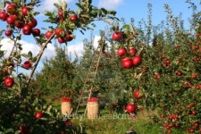 The Orchard 이미지 (99068892) - 게티이미지뱅크 The Orchard