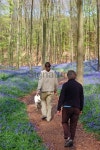 Forest walk among the wood hyacinths 이미지 (92972845) - 게티이미지뱅크 Forest walk among the wood hyacinths
