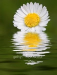 Daisy Reflection 이미지 (93799448) - 게티이미지뱅크 Daisy Reflection