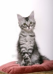 Can I go to the bathroom now? 이미지 (93196799) - 게티이미지뱅크 Can I go to the bathroom now?