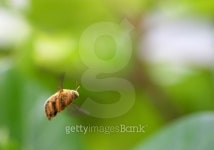사업하는말개미 | Maldivian flying bug 이미지 (89469068) - 게티이미지뱅크 Maldivian flying bug