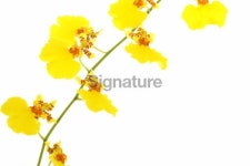 Dancing Lady Orchids 이미지 (91349448) - 게티이미지뱅크 Dancing Lady Orchids