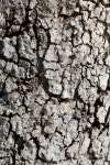 Side Lit Bark 2 이미지 (89353476) - 게티이미지뱅크 Side Lit Bark 2