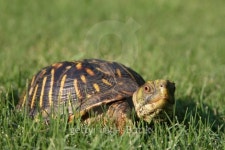 Turtle Turf 이미지 (144354486) - 게티이미지뱅크 Turtle Turf