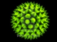 pollen 이미지 (99074694) - 게티이미지뱅크 pollen
