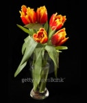 Red tulips 이미지 (93734288) - 게티이미지뱅크 Red tulips