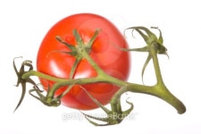 tomato with stem 이미지 (92674357) - 게티이미지뱅크 tomato with stem