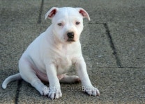 Staffordshire Puppy Dog 이미지 (121094419) - 게티이미지뱅크 Staffordshire Puppy Dog