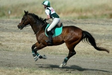 Galloping on the course-2 이미지 (172253535) - 게티이미지뱅크 Galloping on the course-2