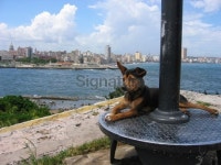 Dog in Havanna de Cuba 이미지 (172356148) - 게티이미지뱅크 Dog in Havanna de Cuba